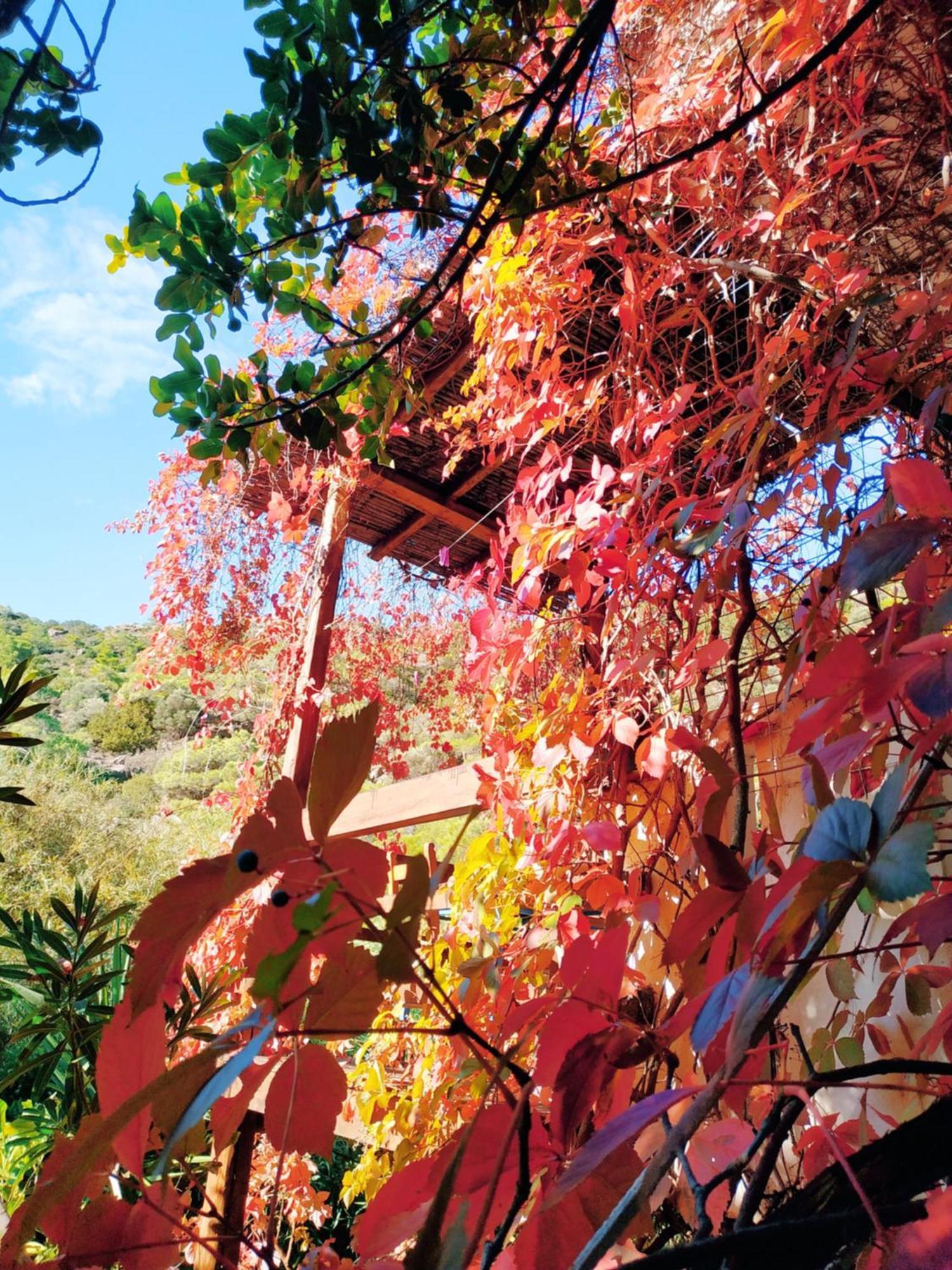 Oleander's Garden Traditional Cretan Cottage Ferma Exteriör bild