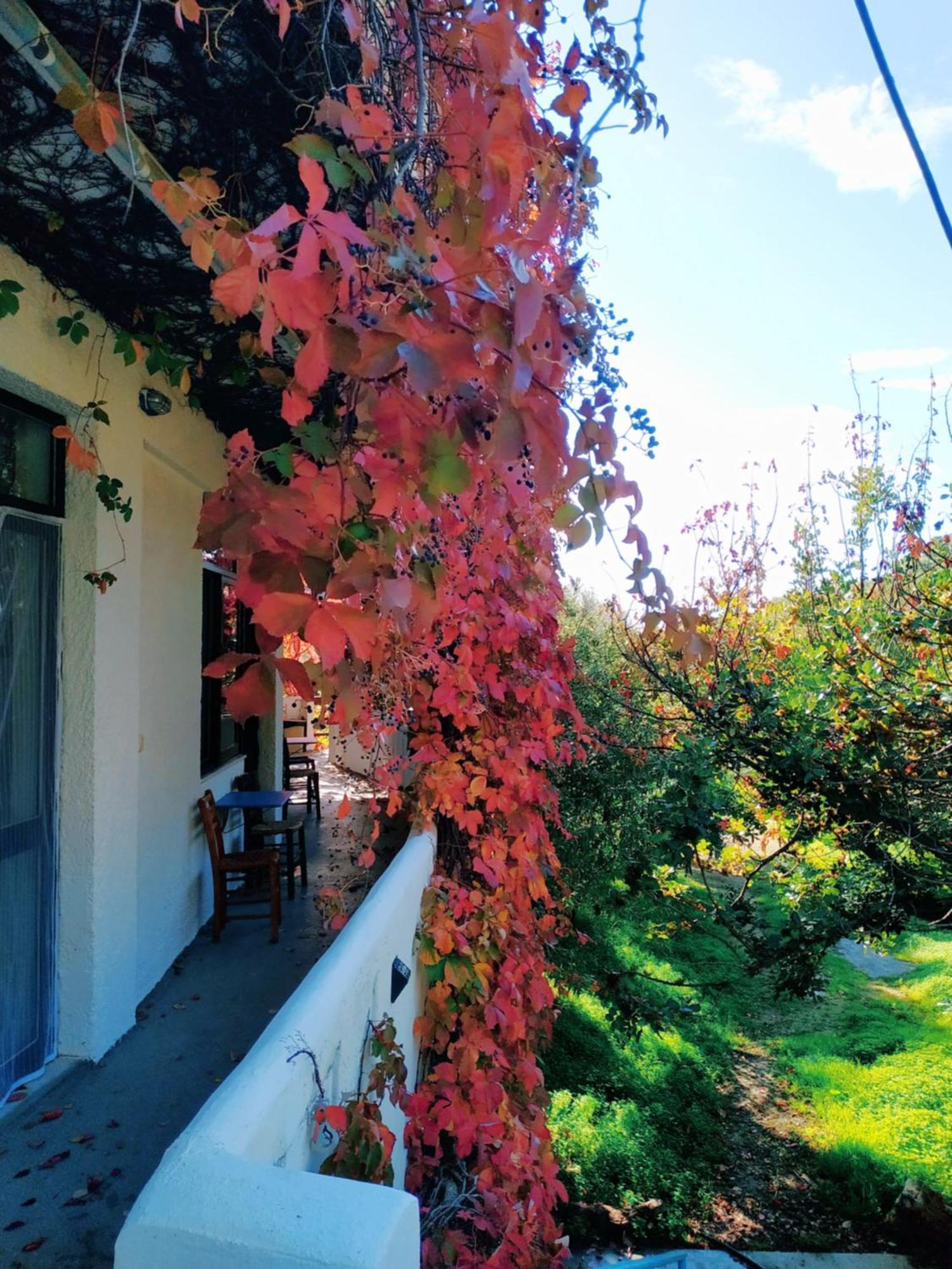 Oleander's Garden Traditional Cretan Cottage Ferma Exteriör bild
